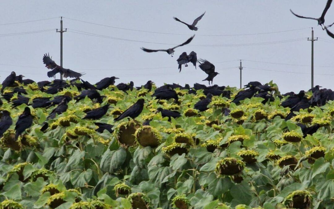 EXCLUSIV | Hudești, sub asediul ciorilor! Zeci de hectare de porumb și floarea-soarelui, compromise. Fermierii își văd munca de un an distrusă sub ochii autorităților