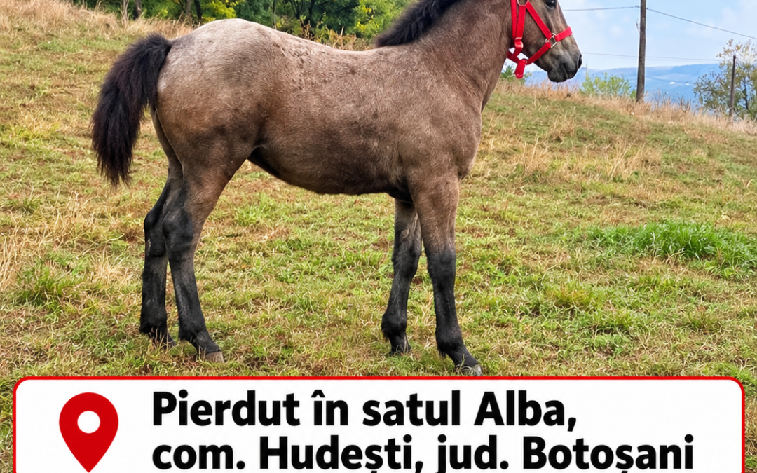 ANUNȚ URGENT! MÂNZ PIERDUT ÎN SATUL ALBA, COMUNA HUDEȘTI, JUDEȚUL BOTOȘANI!